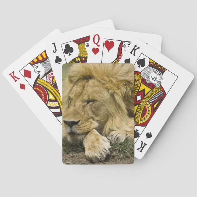 African Lion, Panthera leo, laying down asleep Poker Cards (Back)