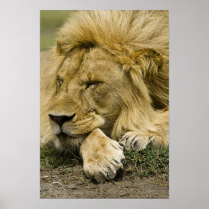 African Lion, Panthera leo, laying down asleep Poster