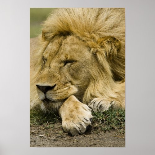 African Lion Panthera leo laying down asleep Poster