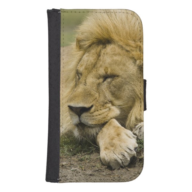 African Lion, Panthera leo, laying down asleep Samsung Galaxy Wallet Case (Front)