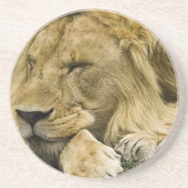 African Lion, Panthera leo, laying down asleep Sandstone Coaster (Front)