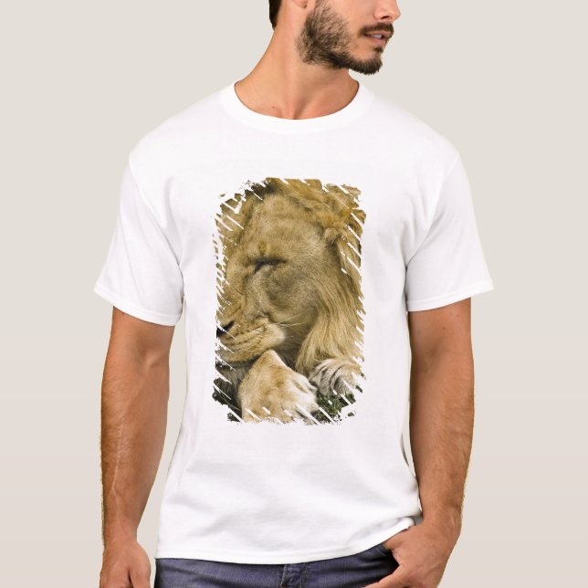 African Lion, Panthera leo, laying down asleep T-Shirt (Front)