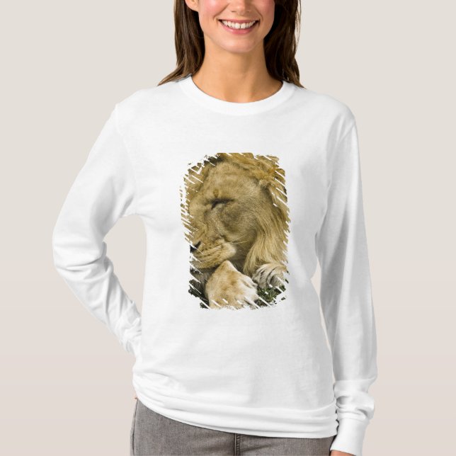 African Lion, Panthera leo, laying down asleep T-Shirt (Front)