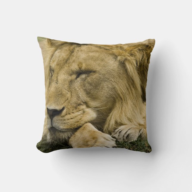 African Lion, Panthera leo, laying down asleep Throw Pillow (Front)