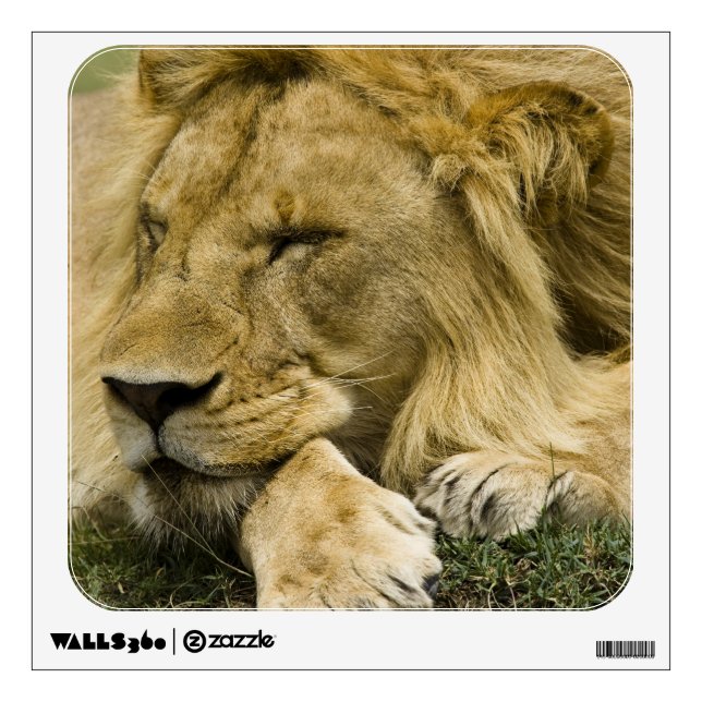African Lion, Panthera leo, laying down asleep Wall Decal (Front)