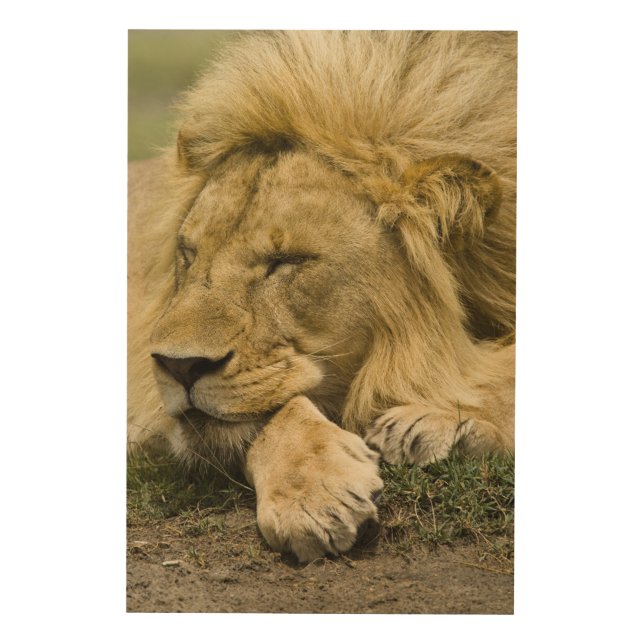 African Lion, Panthera leo, laying down asleep Wood Wall Art (Front)