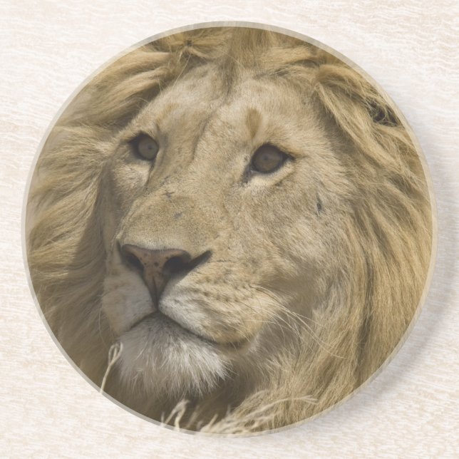 African Lion, Panthera leo, Portrait of a Drink Coaster (Front)