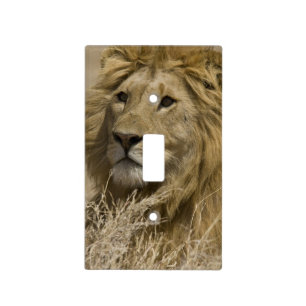 African Lion, Panthera leo, Portrait of a Light Switch Cover