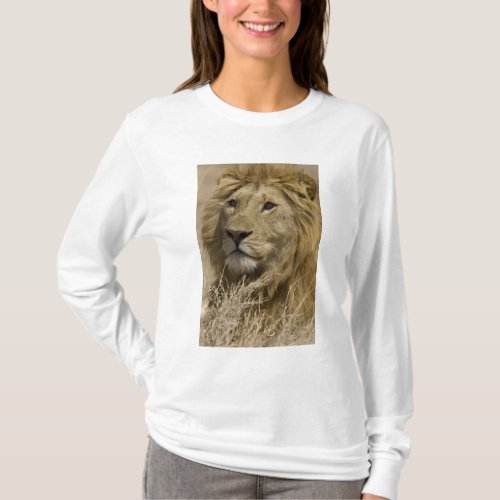 African Lion Panthera leo Portrait of a T_Shirt