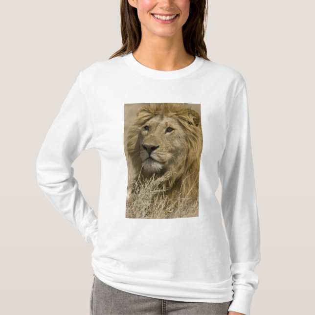 African Lion, Panthera leo, Portrait of a T-Shirt (Front)