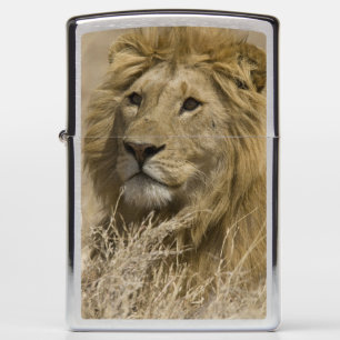 African Lion, Panthera leo, Portrait of a Zippo Lighter