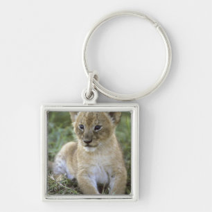 African lion, Panthera leo), Tanzania, Keychain