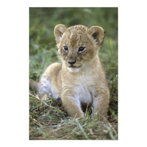 African lion Panthera leo Tanzania Photo Print