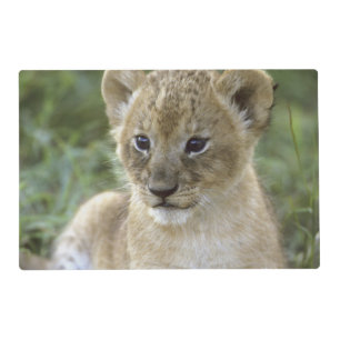 African lion, Panthera leo), Tanzania, Placemat