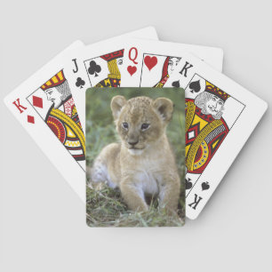 African lion, Panthera leo), Tanzania, Poker Cards