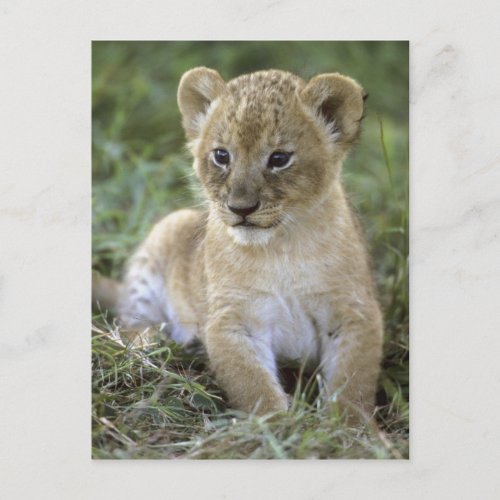 African lion Panthera leo Tanzania Postcard