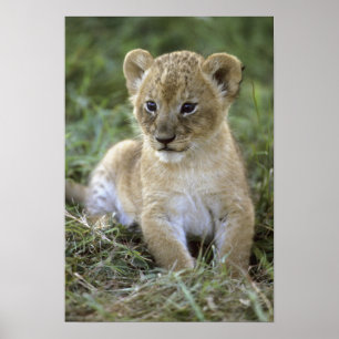 African lion, Panthera leo), Tanzania, Poster
