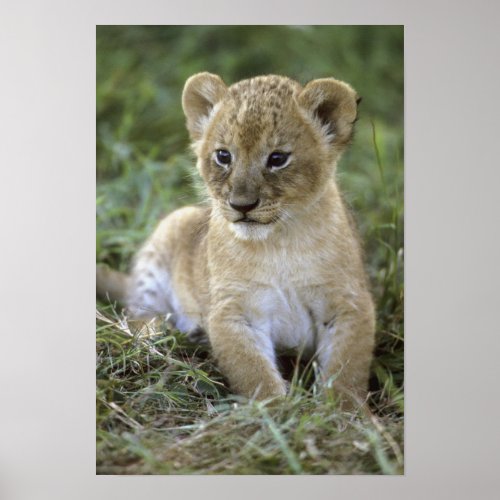 African lion Panthera leo Tanzania Poster
