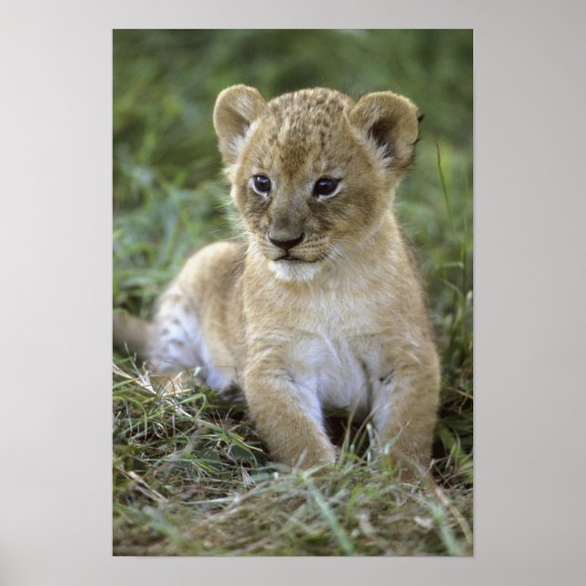 African lion, Panthera leo), Tanzania, Poster (Front)