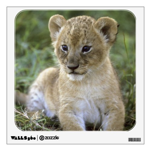 African lion Panthera leo Tanzania Wall Sticker