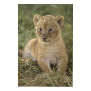 African lion, Panthera leo), Tanzania, Wood Wall Decor