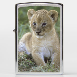African lion, Panthera leo), Tanzania, Zippo Lighter