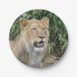 African Lion Paper Plates