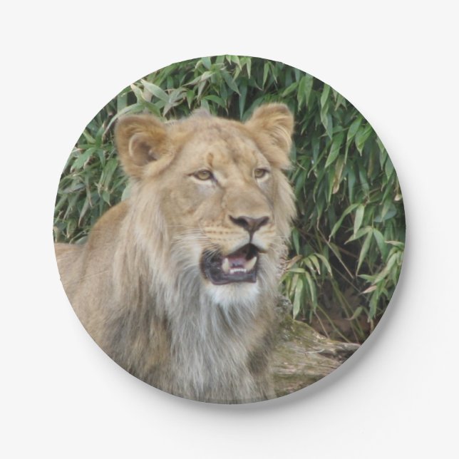 African Lion Paper Plates (Front)