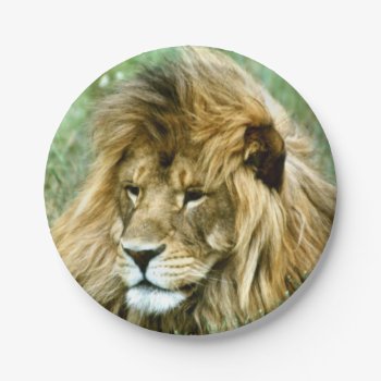 African Lion Paper Plates by Artnmore at Zazzle