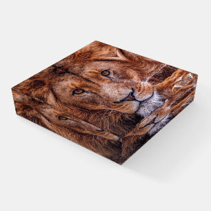 African Lion Paperweight