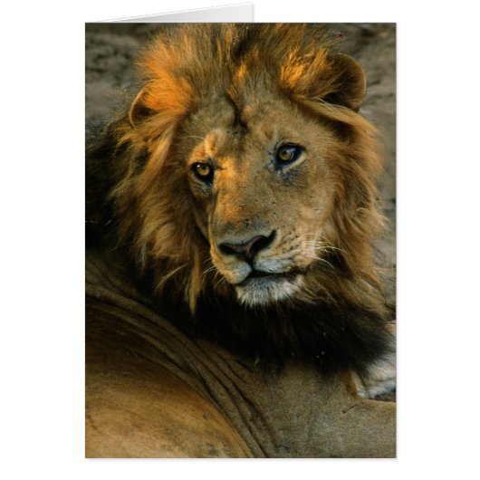 African Lion Portrait Cards (Front)