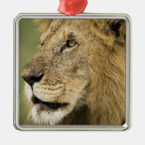 African Lion Portrait Panthera leo in the Metal Ornament