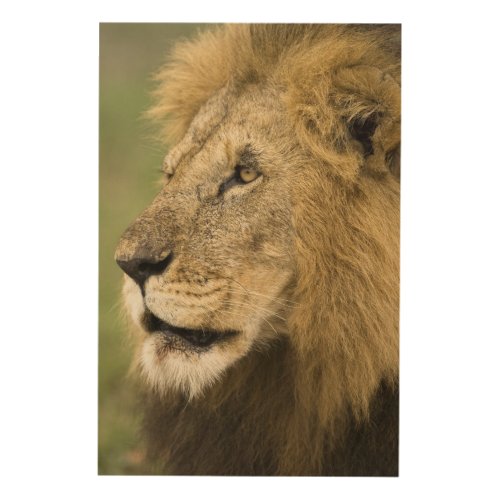 African Lion Portrait Panthera leo in the Wood Wall Decor
