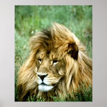 African Lion Poster by Artnmore at Zazzle