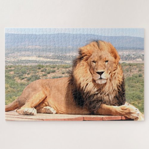 African lion resting at the zoo jigsaw puzzle