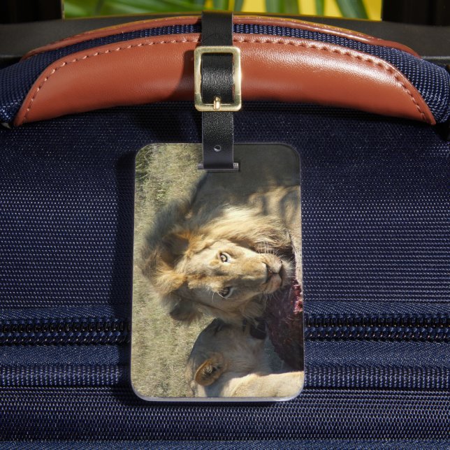 African Lion Stare Luggage Tag (Front Insitu 2)