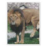 African Lion Temporary Tattoos