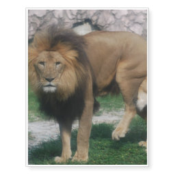 African Lion Temporary Tattoos
