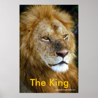 African Lion - The King from Junglewalk.com Poster