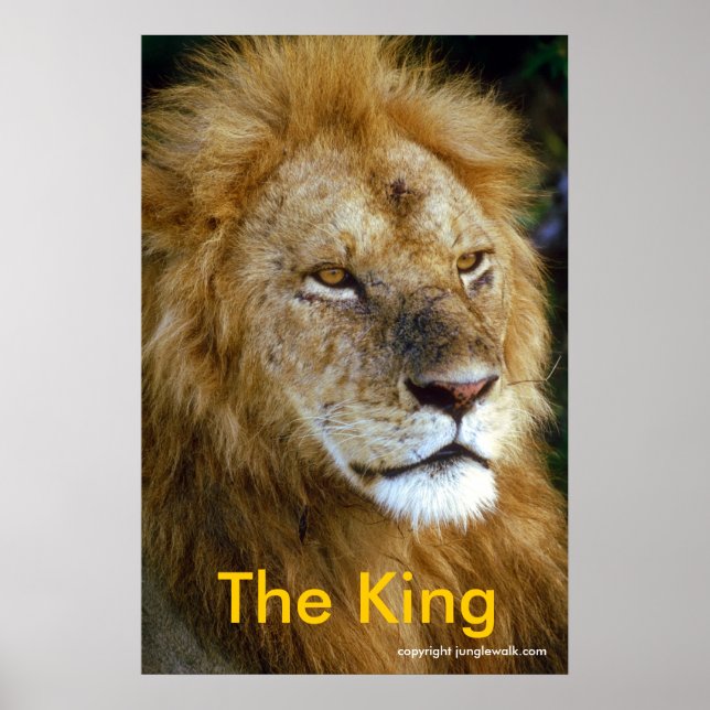 African Lion - The King from Junglewalk.com Poster (Front)