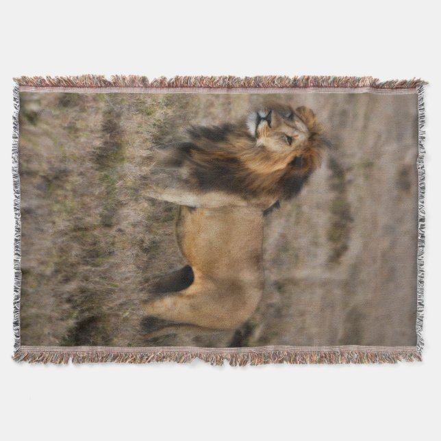 African Lion Throw Blanket (Front)