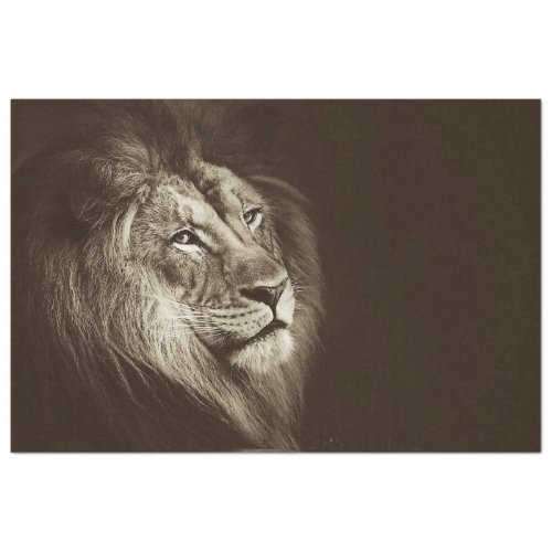 AFRICAN LION  TISSUE PAPER