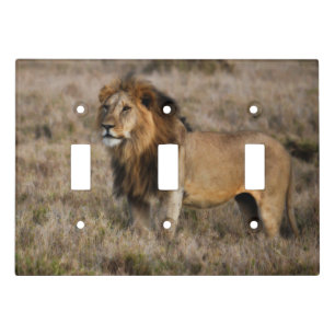 African Lion Triple Light Switch Plate