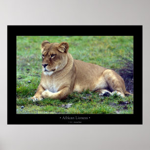 African Lioness Poster