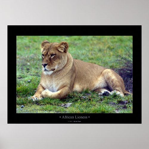 African Lioness Poster