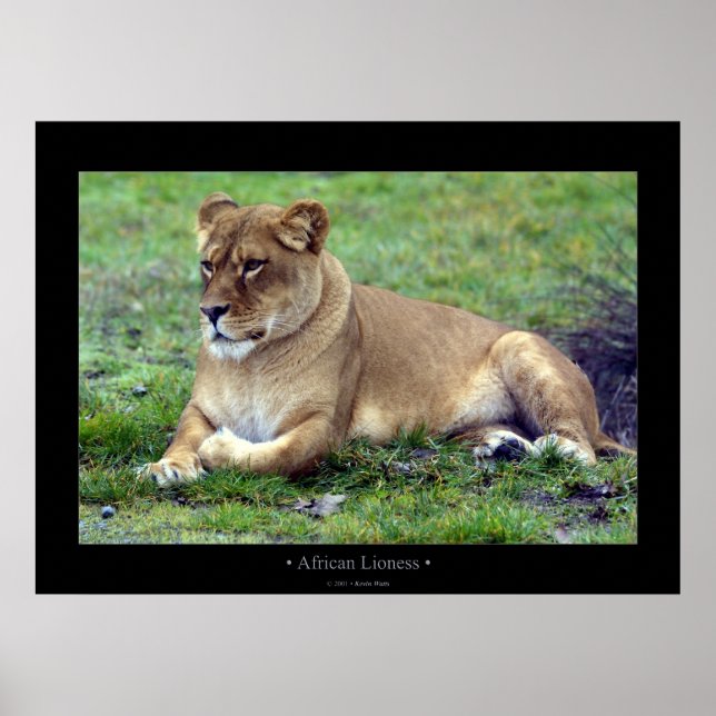 African Lioness Poster (Front)