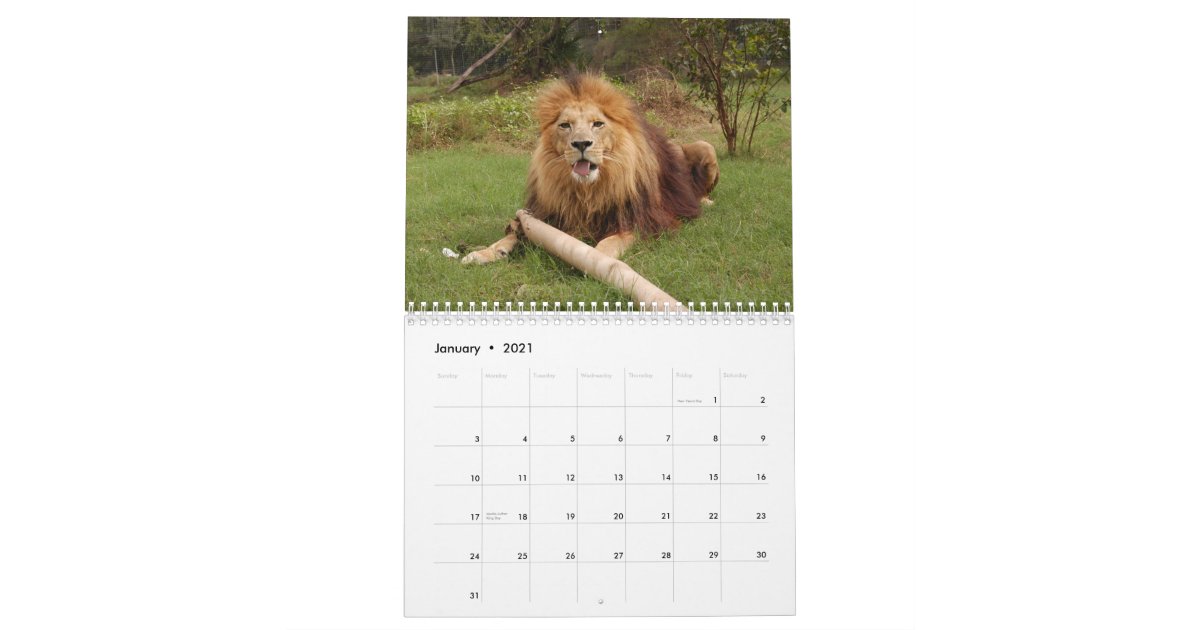African Lions Calendar, African Lion Calendar