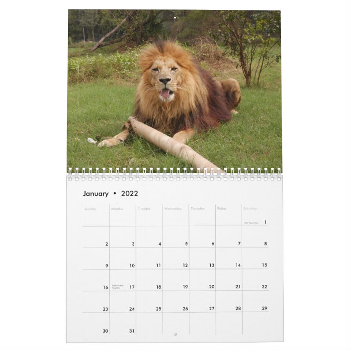 African Lions Calendar, African Lion Calendar