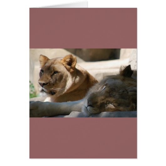 African Lions Cards (Front)