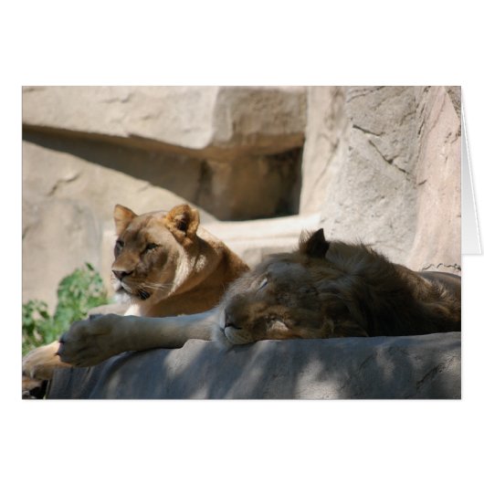 African Lions Cards (Front Horizontal)